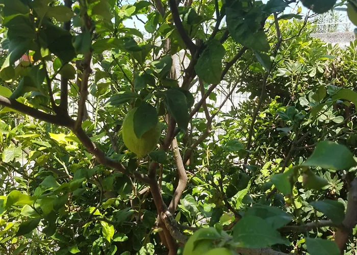 Casammare Panzió 3*